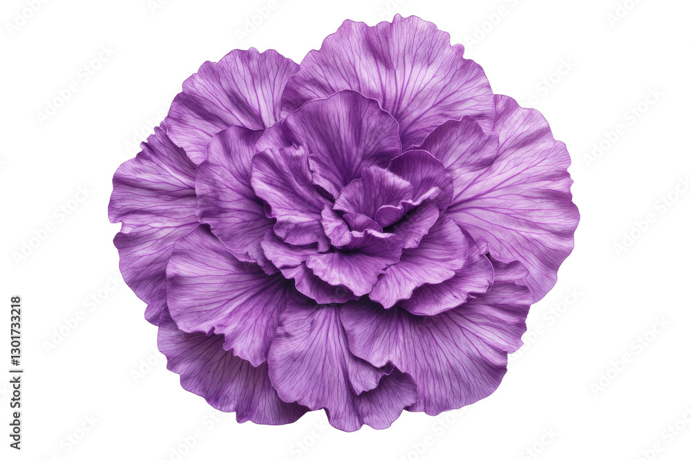 Intricate purple flower petals, cut out Intricate purple flower petals, cut out