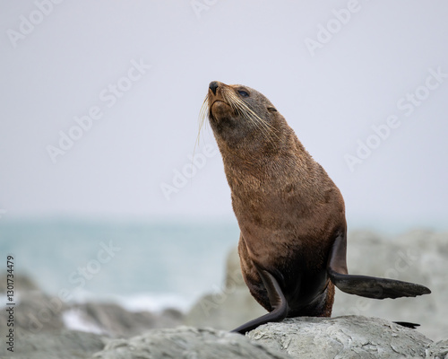 Seebär posiert an der Küste von Kaikoura photo