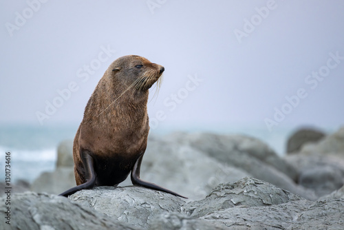 Seebär posiert an der Küste von Kaikoura photo