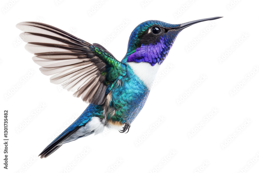 Obraz premium Colorful hummingbird hovering in mid-air, cut out