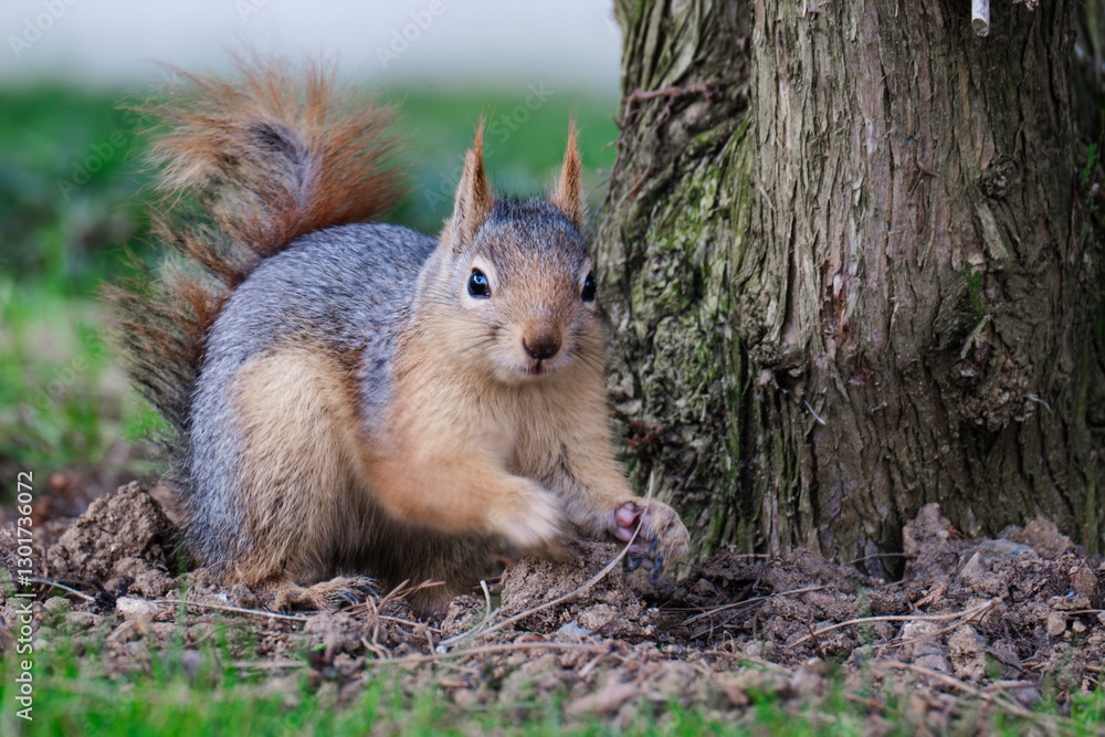 A cute squirrel standing on the grass. This close-up shot captures its curious look. A cute squirrel standing on the grass. This close-up shot captures its curious look.