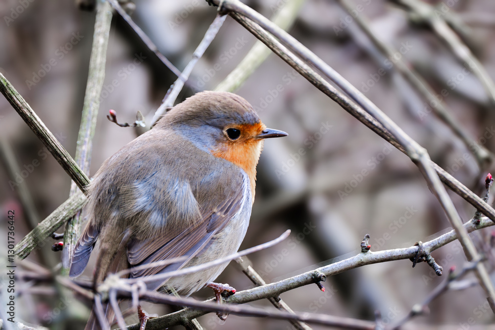 A robin perches on dried tree branches in autumn. This close-up shows its delicate details. A robin perches on dried tree branches in autumn. This close-up shows its delicate details.