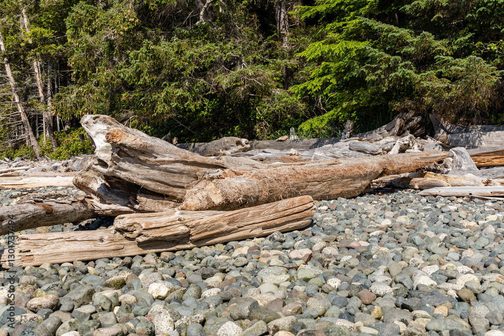 Rotten trees washed up by the waves on the beach Materials may be used in household Rotten trees washed up by the waves on the beach Materials may be used in household