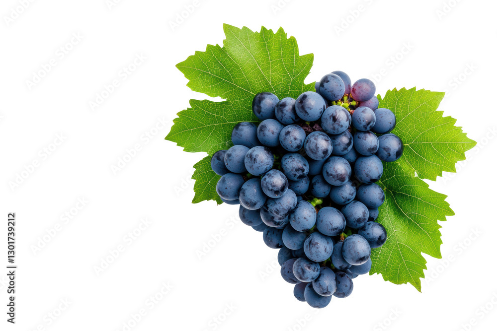 Fototapeta premium Ripe grapes on leaves, ready to harvest, cut out