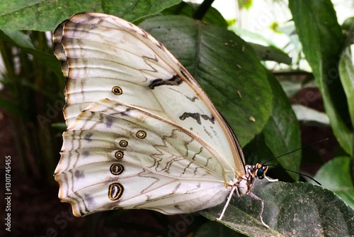 Fotografi Beautiful white butterfly on a leaf,  white morpho, morpho Polyphemus