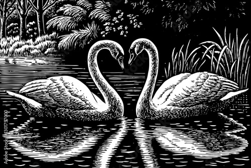 couple swan in lake black and white hand drawn sketch