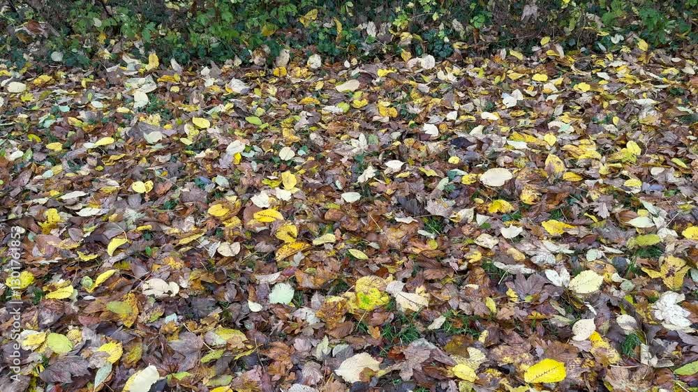 Autumn leaves natural background, Red Colorful Carpet of Autumn Leaves from Above Autumn leaves natural background, Red Colorful Carpet of Autumn Leaves from Above