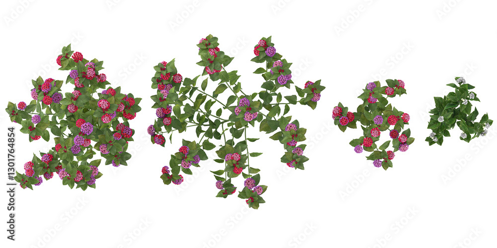 Fototapeta premium 3d illustration of Lantana flower plants on transparent background from the top view
