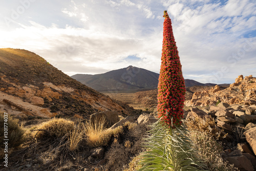 Red Echium wildpretii in the Teide National Park, Tenerife, Canary Islands, Spain.