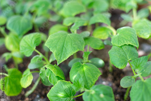 Wallpaper Mural Cucumber seedlings growing in oil. Home gardening. Young cultivated seedlings in greenhouse. Spring horticulture Torontodigital.ca