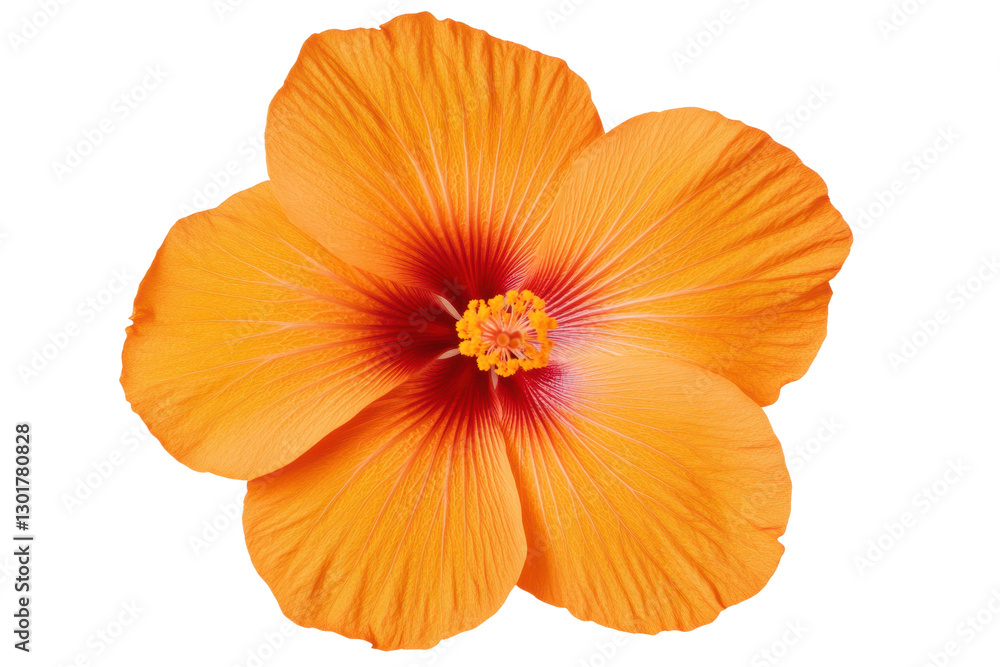 Beautiful orange hibiscus flower with red center, cut out Beautiful orange hibiscus flower with red center, cut out