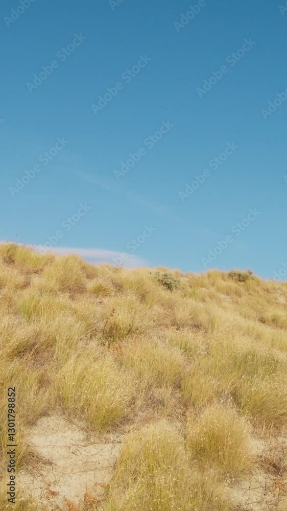 Blade of Yellow Calabria Plant Move By The Wind In Sunny Day Blade of Yellow Calabria Plant Move By The Wind In Sunny Day
