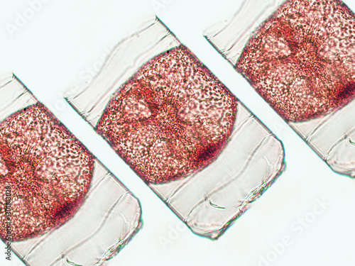 Slika na platnu Probiotics, lactic acid bacteria