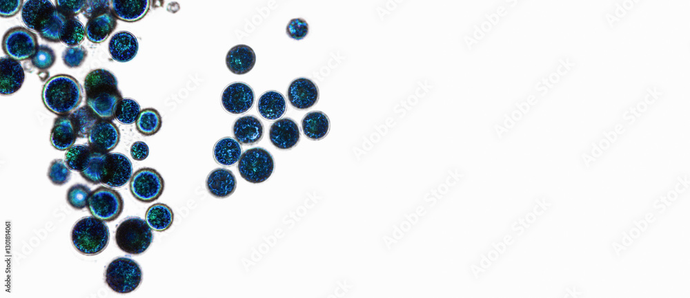 Probiotics, lactic acid bacteria. Algae, bacteria and microorganisms. Microscopic probiotics, bacterial flora Probiotics, lactic acid bacteria. Algae, bacteria and microorganisms. Microscopic probiotics, bacterial flora