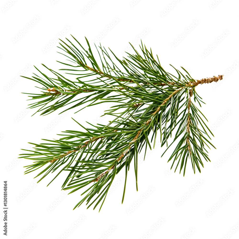 Pine tree needle cluster Pine tree needle cluster