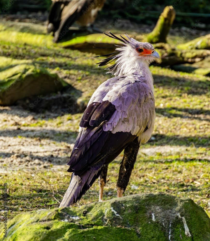 Fototapeta premium Majestic Secretary Bird in Sunlit Grass
