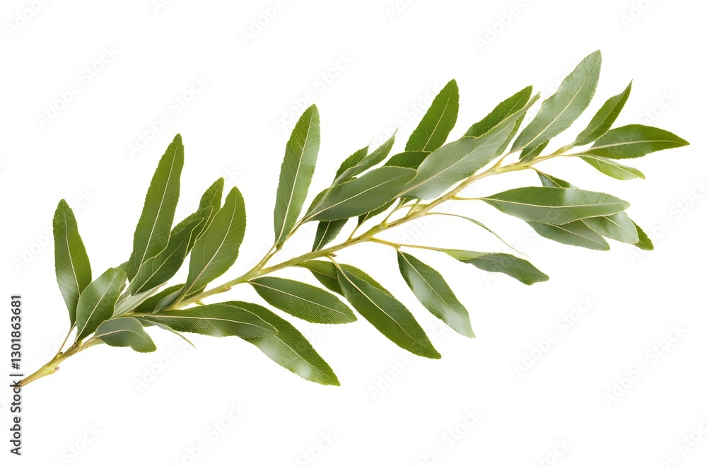 A willow branch with vibrant green leaves A willow branch with vibrant green leaves