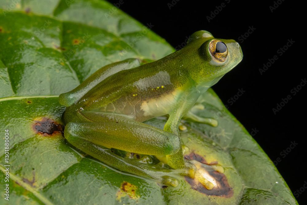 Obraz premium GLASS FROG, A VERY CURIOUS AMPHIBIAN FROM THE PERUVIAN AMAZON AND SOUGHT AFTER FOR ITS TRANSPARENT SKIN