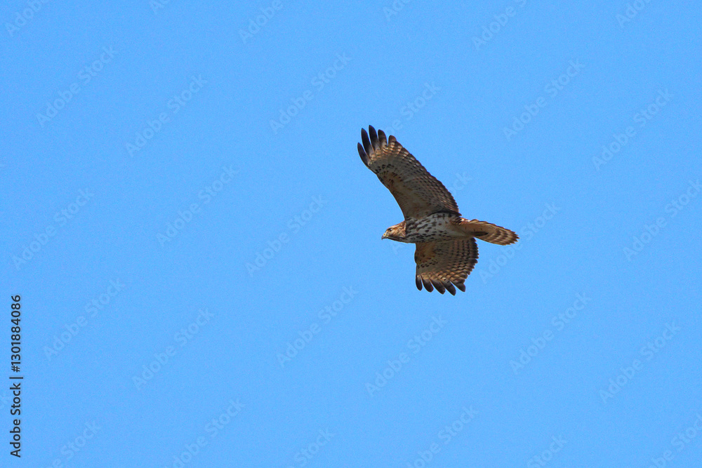 Red shouldered hawk in flight against clear blue wintery sky. Red shouldered hawk in flight against clear blue wintery sky.