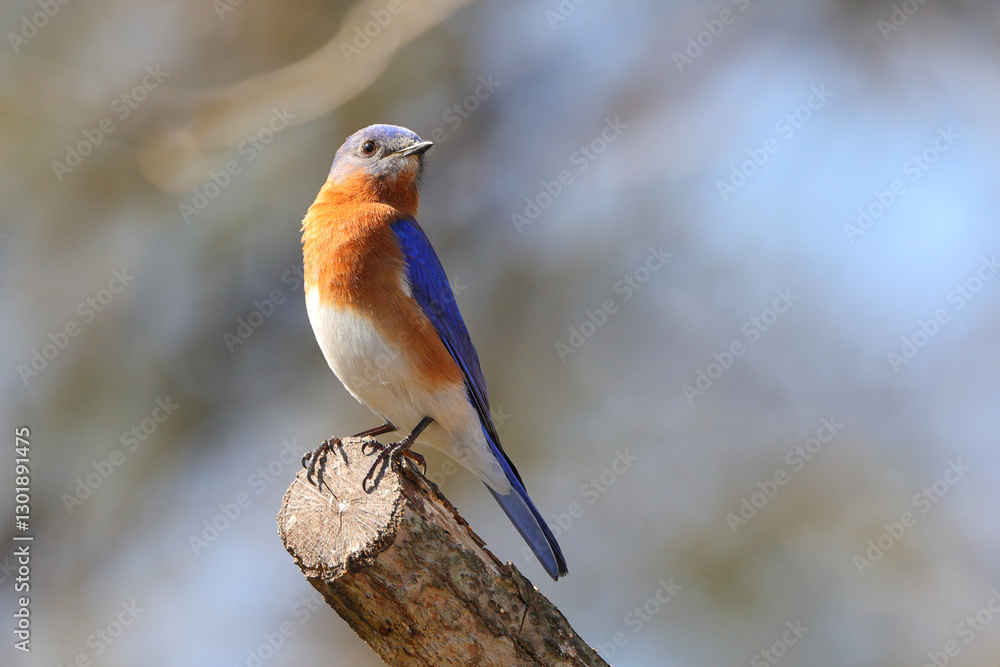 Fototapeta premium Proud colorful male bluebird perched on branch on sunny day against blurry background. 