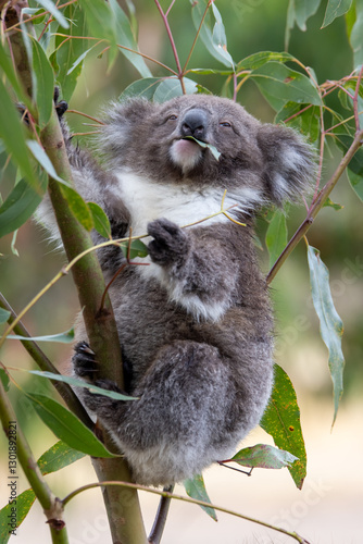 Koala en Australie sur l'île de Philip Island dans la région de Melbourne en Australie 
