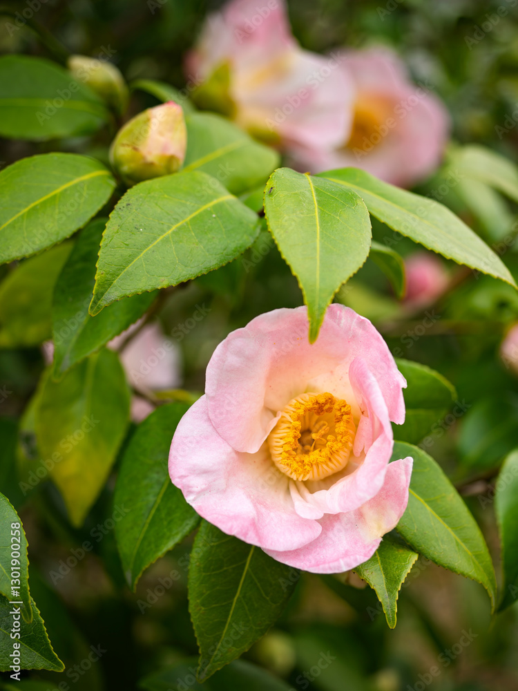 Obraz premium 美しい椿の花 妻籠