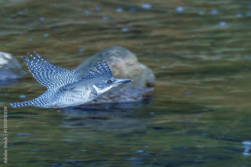 Fototapeta premium 清らかな渓流をバックに颯爽と飛ぶヤマセミ