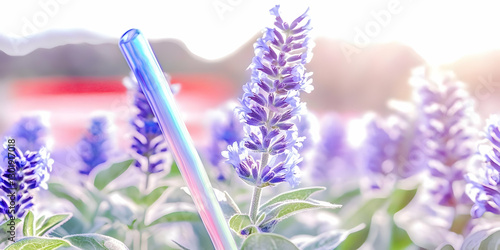 Photo Lavender Flowers Fiel...