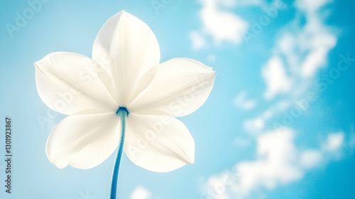 Photo: White Flower, Blue S...