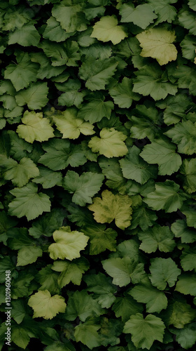 Photo Lush Green Leaves Nat...