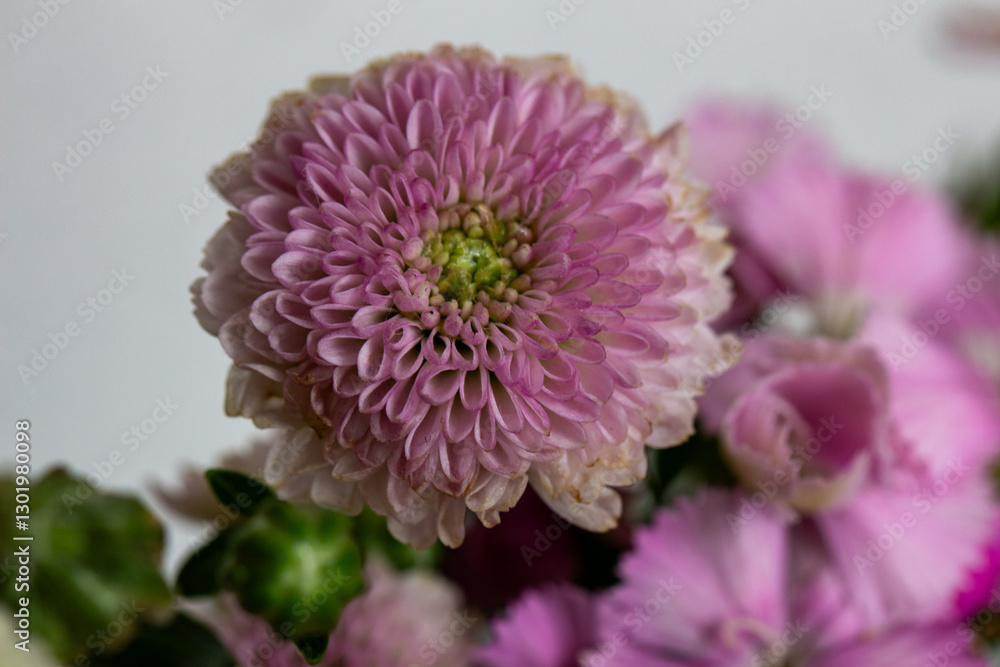 Crisântemo. Flor Crisântemo. Flor