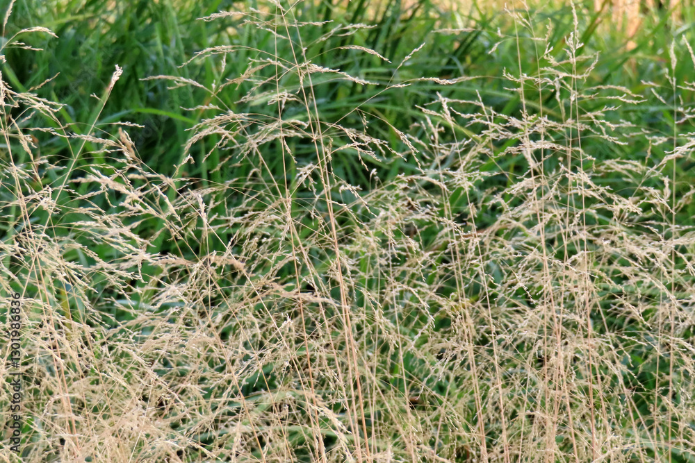 abstract nature background, dry autumn yellow grass abstract nature background, dry autumn yellow grass