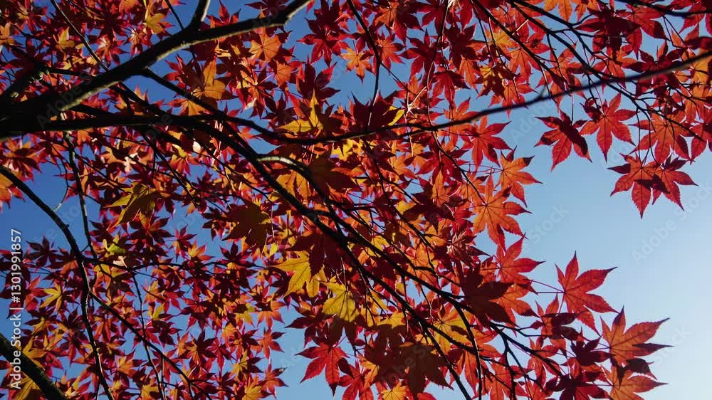 Red maple leaves against blue sky, autumn nature scene. Seasonal change concept Red maple leaves against blue sky, autumn nature scene. Seasonal change concept