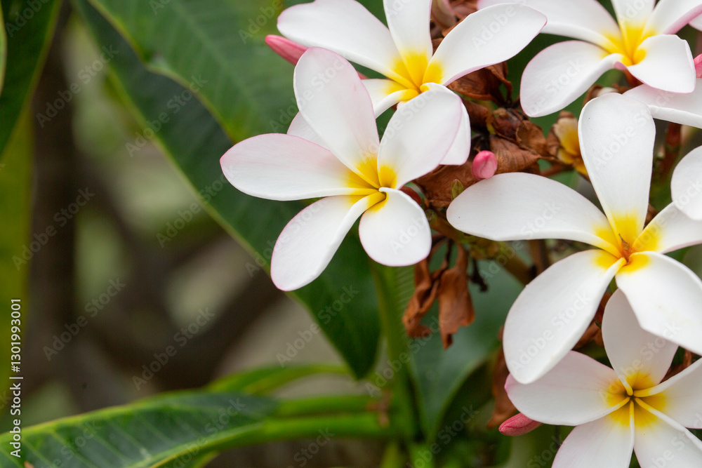 Fototapeta premium A view of flowers from the plumeria plant.