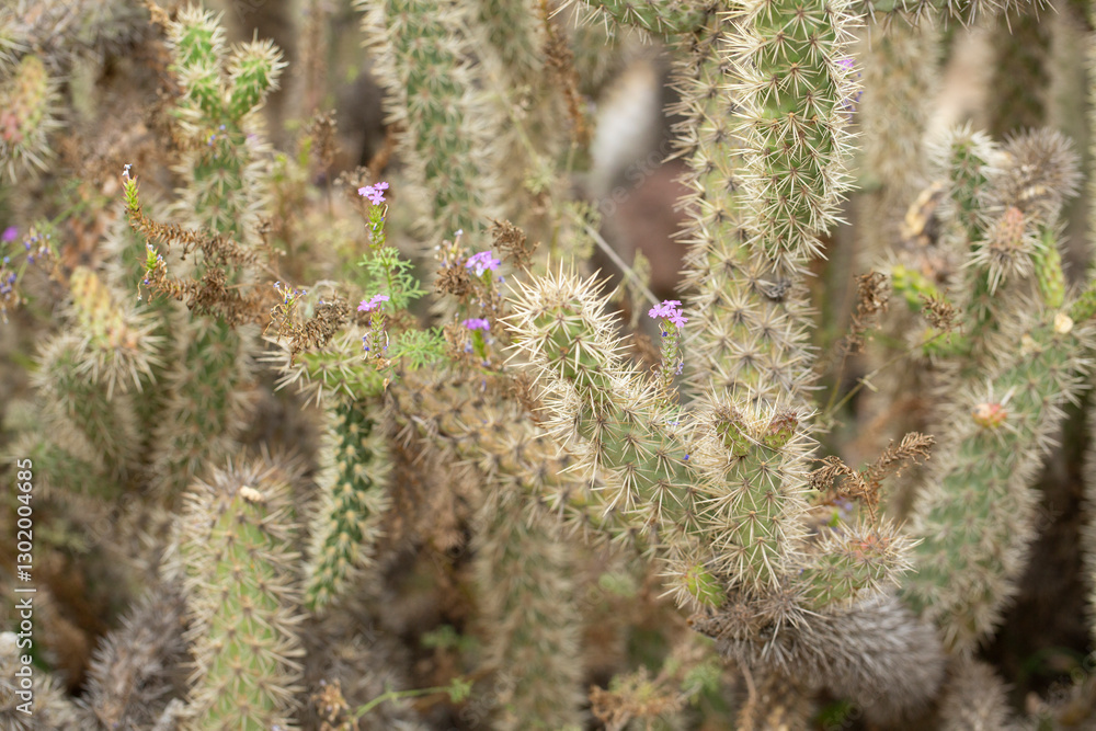 A view of a Munz's cholla cactus. A view of a Munz's cholla cactus.