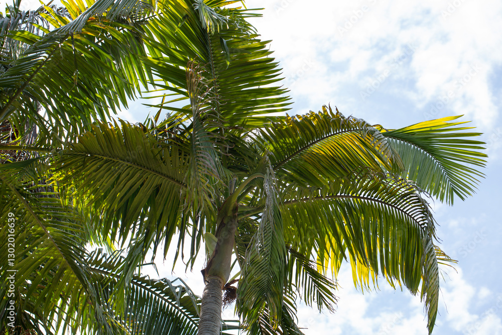 Fototapeta premium A view of palm trees against a clear blue sky, featuring a cool trendy filter.