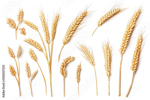 Ears of wheat isolated on white background. Realistic vector illustration.