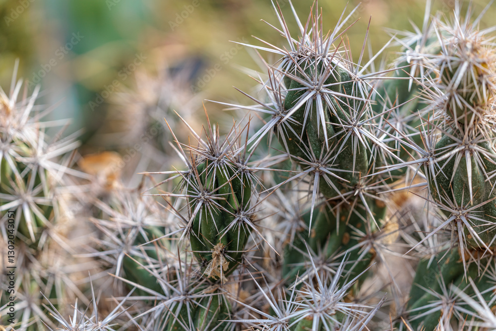 Close-up photo of a cactus with sharp white spines Close-up photo of a cactus with sharp white spines