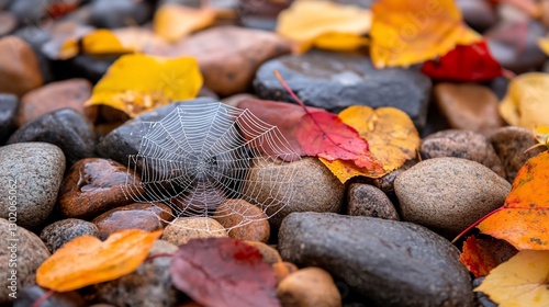 Dew-kissed spiderweb among autumn leaves on rocks