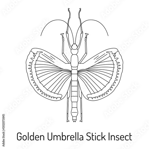 Black and white line drawing of a Golden Umbrella Stick Insect with open wings. Perfect for coloring books, educational materials, and nature-themed designs.