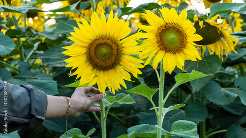 Bright Yellow Sunflowers Blooming in a Lush Green Field Under Natural Sunlight