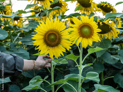 Bright Yellow Sunflowers Blooming in a Lush Green Field Under Natural Sunlight