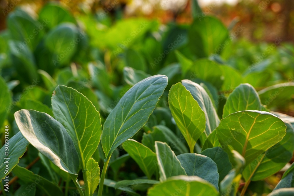 Obraz premium Kale grown in a plot is thriving in the backyard.