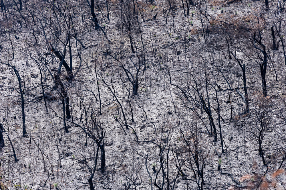 Bushfire damage from the 2025 bushfires started by lightning strikes in the Grampians (Gariwerd) National Park. Bushfire damage from the 2025 bushfires started by lightning strikes in the Grampians (Gariwerd) National Park.