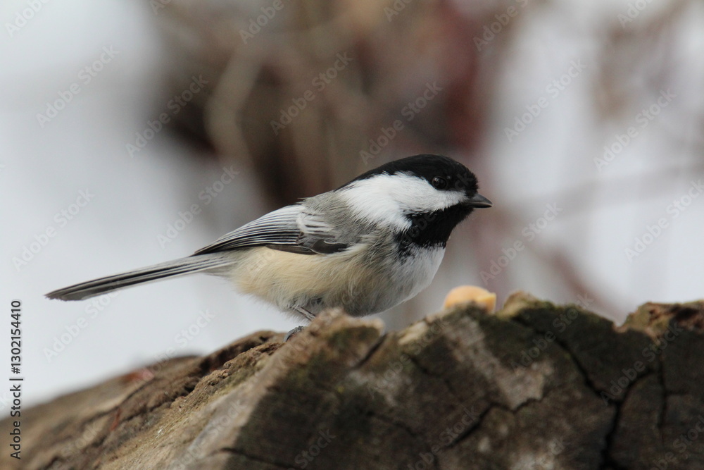 Chickadee On The Log, Gold Bar Park, Edmonton, Alberta Chickadee On The Log, Gold Bar Park, Edmonton, Alberta
