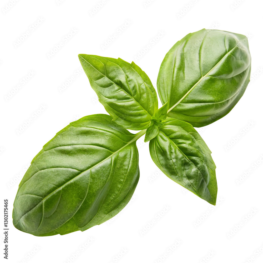 Fototapeta premium Fresh basil leaf isolated on a transparent background