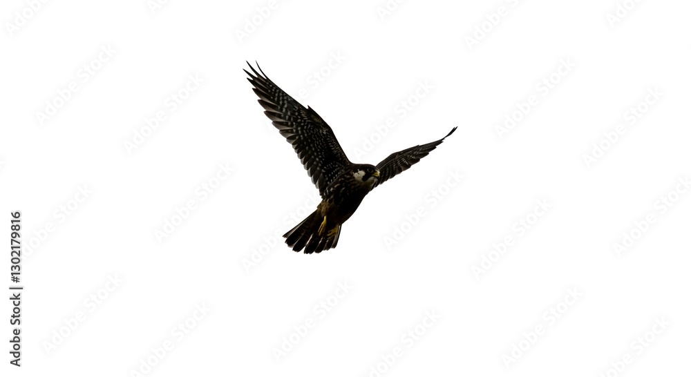 Fototapeta premium Majestic Black Falcon in Flight Soaring Raptor Bird of Prey Isolated on White Background