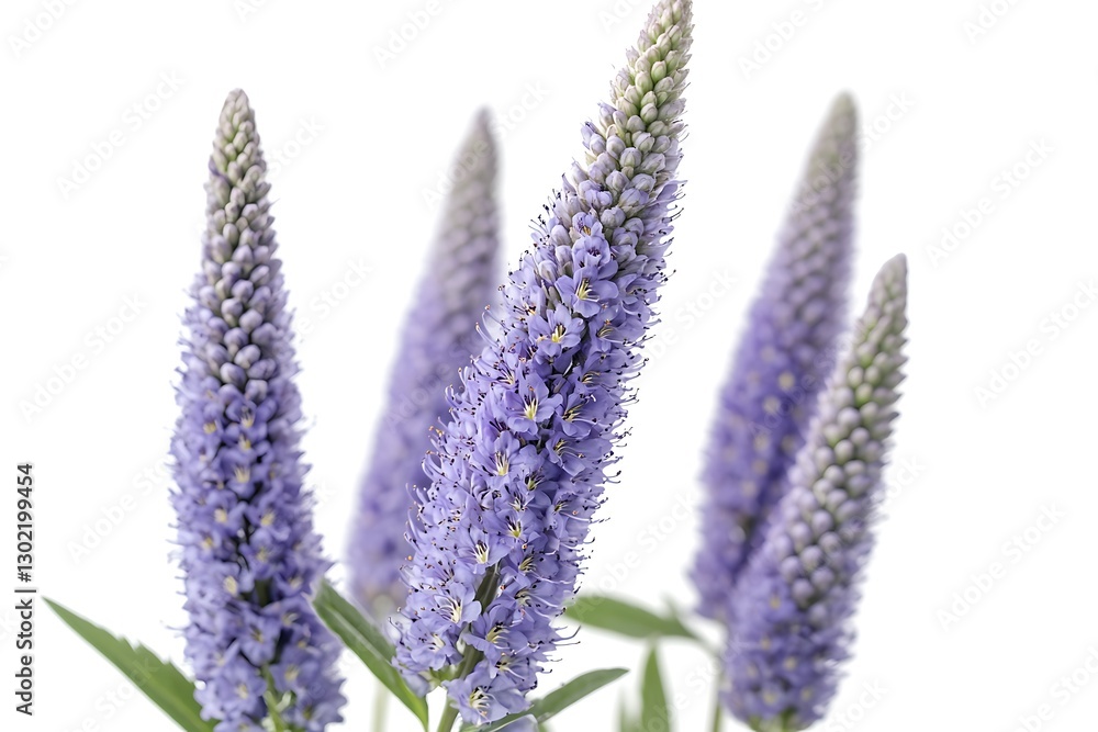 Fototapeta premium Blue pansy flower isolated on white background. Close-up.