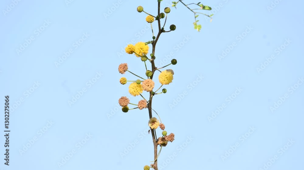 Vachellia nilotica flowers. Its other names gum arabic tree, babul, thorn mimosa, Egyptian acacia and thorny acacia. This is a tree in the family Fabaceae. Yellow Wildflower.
Vachellia nilotica flowers. Its other names gum arabic tree, babul, thorn mimosa, Egyptian acacia and thorny acacia. This is a tree in the family Fabaceae. Yellow Wildflower.