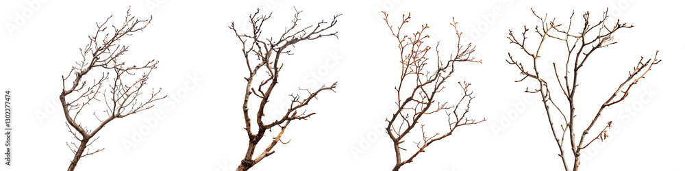 Bare Branches Quartet: A collection of four stark images of bare tree branches against a neutral background, their intricate silhouettes a study in natural form and texture. Bare Branches Quartet: A collection of four stark images of bare tree branches against a neutral background, their intricate silhouettes a study in natural form and texture.
